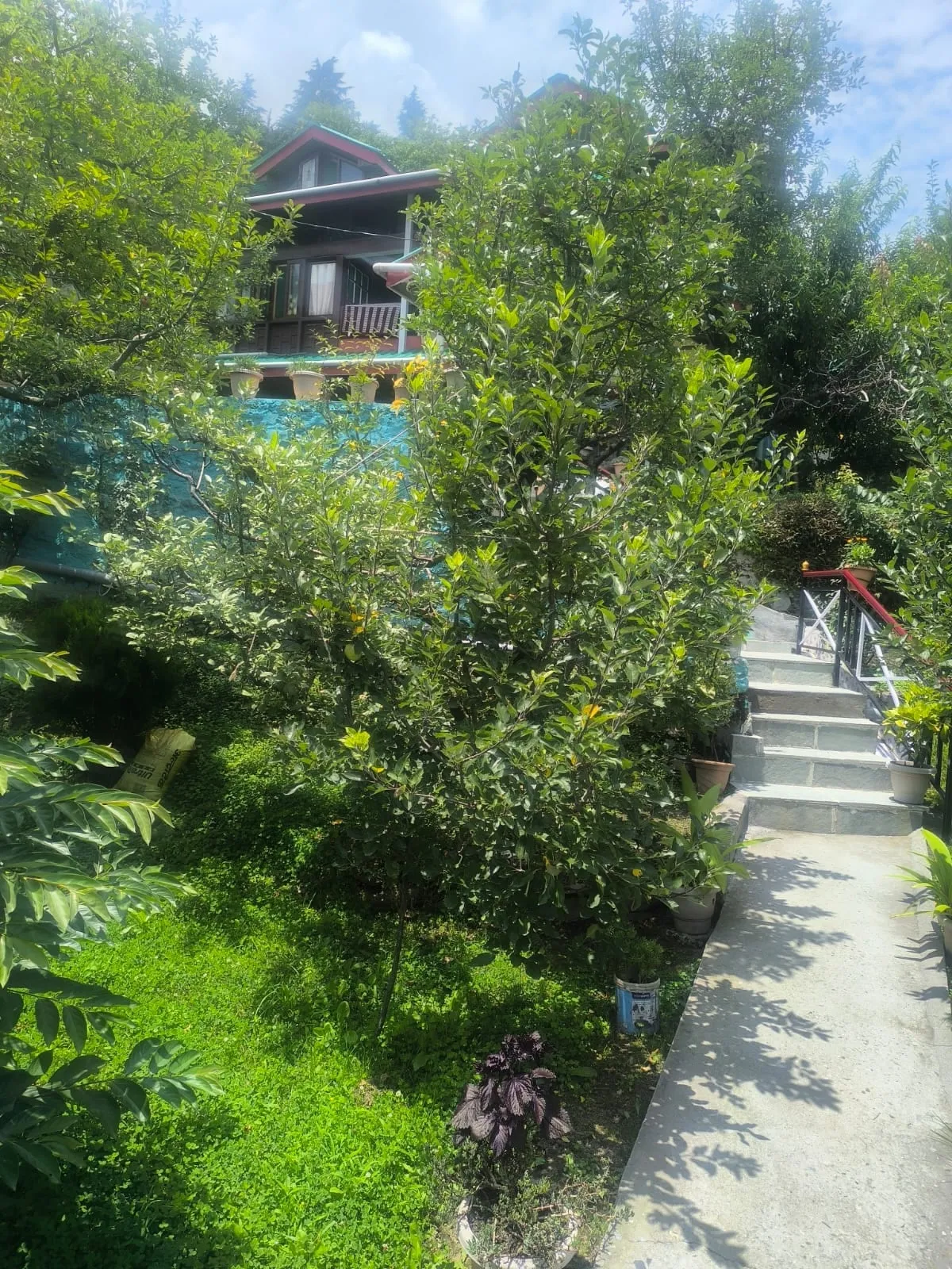 The stone path through the kitchen garden, fruit trees on both sides
